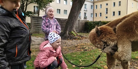 Powiększ grafikę: alpaki-w-przedszkolu-643406.jpg