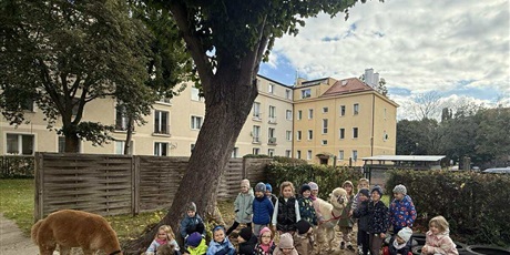 Powiększ grafikę: alpaki-w-przedszkolu-643425.jpg