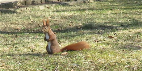 Powiększ grafikę: biedronki-w-parku-oliwskim-681147.jpg