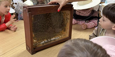 Powiększ grafikę: Można bezpiecznie oglądąć życie pszczół? Można