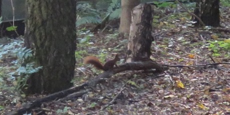 Powiększ grafikę: Plenerowe poniedziałki