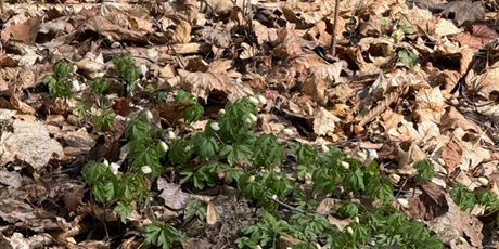 Powiększ grafikę: Plenerowe poniedziałki