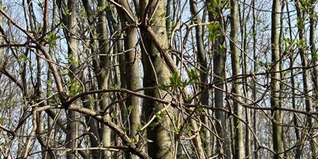 Powiększ grafikę: Plenerowe poniedziałki