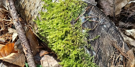 Powiększ grafikę: Plenerowe poniedziałki