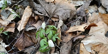 Powiększ grafikę: Plenerowe poniedziałki