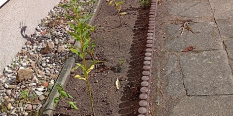 Powiększ grafikę: Program zielonej edukacji w naszym przedszkolu