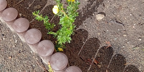 Powiększ grafikę: Program zielonej edukacji w naszym przedszkolu