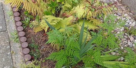 Powiększ grafikę: Program zielonej edukacji w naszym przedszkolu