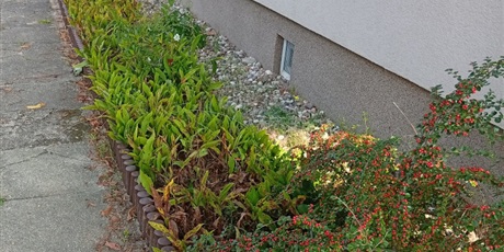 Powiększ grafikę: Program zielonej edukacji w naszym przedszkolu