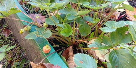 Powiększ grafikę: Program zielonej edukacji w naszym przedszkolu