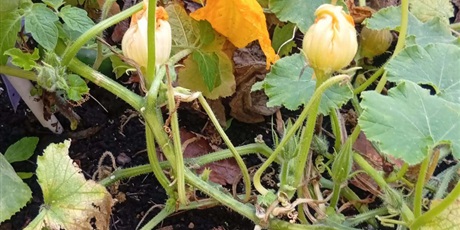 Powiększ grafikę: Program zielonej edukacji w naszym przedszkolu