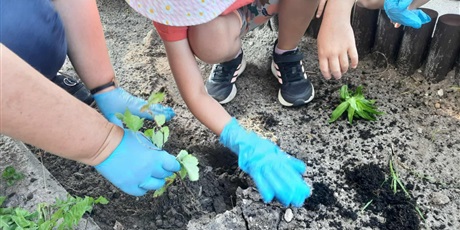 Powiększ grafikę: Program zielonej edukacji w naszym przedszkolu